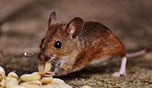 24 Hour & Emergency Exterminators in Prospect Pk, NJ